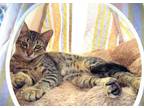 Adopt Kitten Scooter a Domestic Short Hair