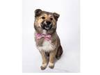 Oat Icelandic Sheepdog Puppy Female