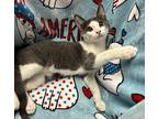 Linus Domestic Shorthair Kitten Male