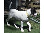 Mabel Mixed Breed (Medium) Puppy Female