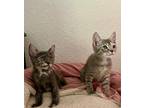 Lyon Domestic Shorthair Kitten Male