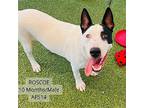Roscoe Bull Terrier Young Male