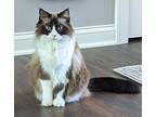 IVY Ragdoll Adult Female