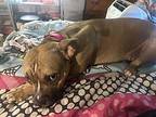 Padme American Staffordshire Terrier Young Male