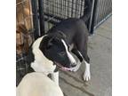 Adopt Pierson a Anatolian Shepherd, Great Pyrenees