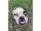 Angelina Boxer Adult Female
