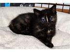 Tortelllini Domestic Shorthair Kitten Female