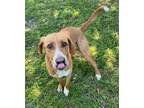 Dexter (HW+) Hound (Unknown Type) Young Male
