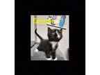 TANNER Domestic Longhair Kitten Male