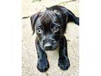 Lil Al Mixed Breed (Medium) Puppy Female
