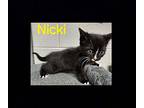 NICKI Domestic Longhair Kitten Male