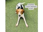 Einstein Foxhound Adult Male
