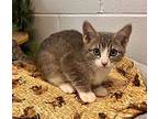 Jepperd Domestic Shorthair Kitten Male