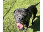 Kookie (HW+) Labrador Retriever Adult Female