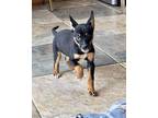 lucas German Pinscher Puppy Male