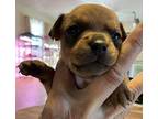 Saros Chihuahua Puppy Male