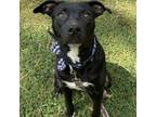 Adopt Orion 051001N a Labrador Retriever