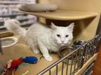 Adopt Summer a Domestic Medium Hair