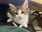 Whiskers Domestic Shorthair Kitten Male