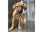 Daisy Hound (Unknown Type) Puppy Female