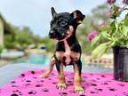 axel German Pinscher Puppy Male