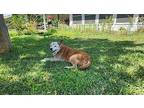 Sandy Labrador Retriever Senior Female