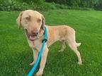 Marley Chesapeake Bay Retriever Adult Male