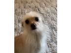 Monroe Chihuahua Adult Female