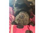 Mac American Staffordshire Terrier Young Male