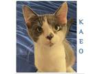KAEO Domestic Shorthair Kitten Male