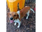 Copper Foxhound Adult Male