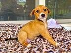 locklyn Terrier (Unknown Type, Medium) Puppy Female