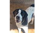 Adopt Cory a Hound