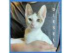 DIESEL Domestic Shorthair Kitten Male