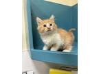 Adopt Creamsicle a Domestic Long Hair, Domestic Short Hair