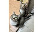Adopt Oliver (24-245) & Twist (24-246) a Tabby