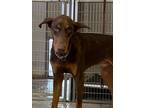 Adopt Bailey a Doberman Pinscher