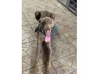 Adopt Jericho a Doberman Pinscher