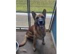 Adopt Ender a Dutch Shepherd, Mixed Breed
