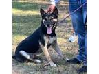 Adopt Buddy Boy a Shepherd