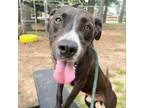 Adopt Big Boy a Pit Bull Terrier, Labrador Retriever