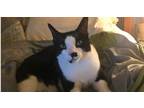Adopt Fabio a Domestic Short Hair