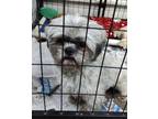 Adopt Koby a Shih Tzu