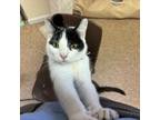 Adopt Patch a Domestic Short Hair
