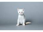 Adopt Coconut a Siamese