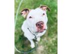 Adopt Edgar a Pit Bull Terrier