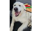 Adopt Gus McFloof a Great Pyrenees