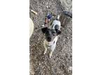 Adopt Mont- Dakota a Rat Terrier