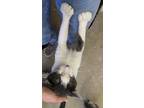 Adopt Baby/ Earthquake a Extra-Toes Cat / Hemingway Polydactyl