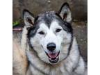 Adopt Sammy a Husky, Terrier
